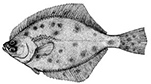 Platichthys flessus_claves.jpg